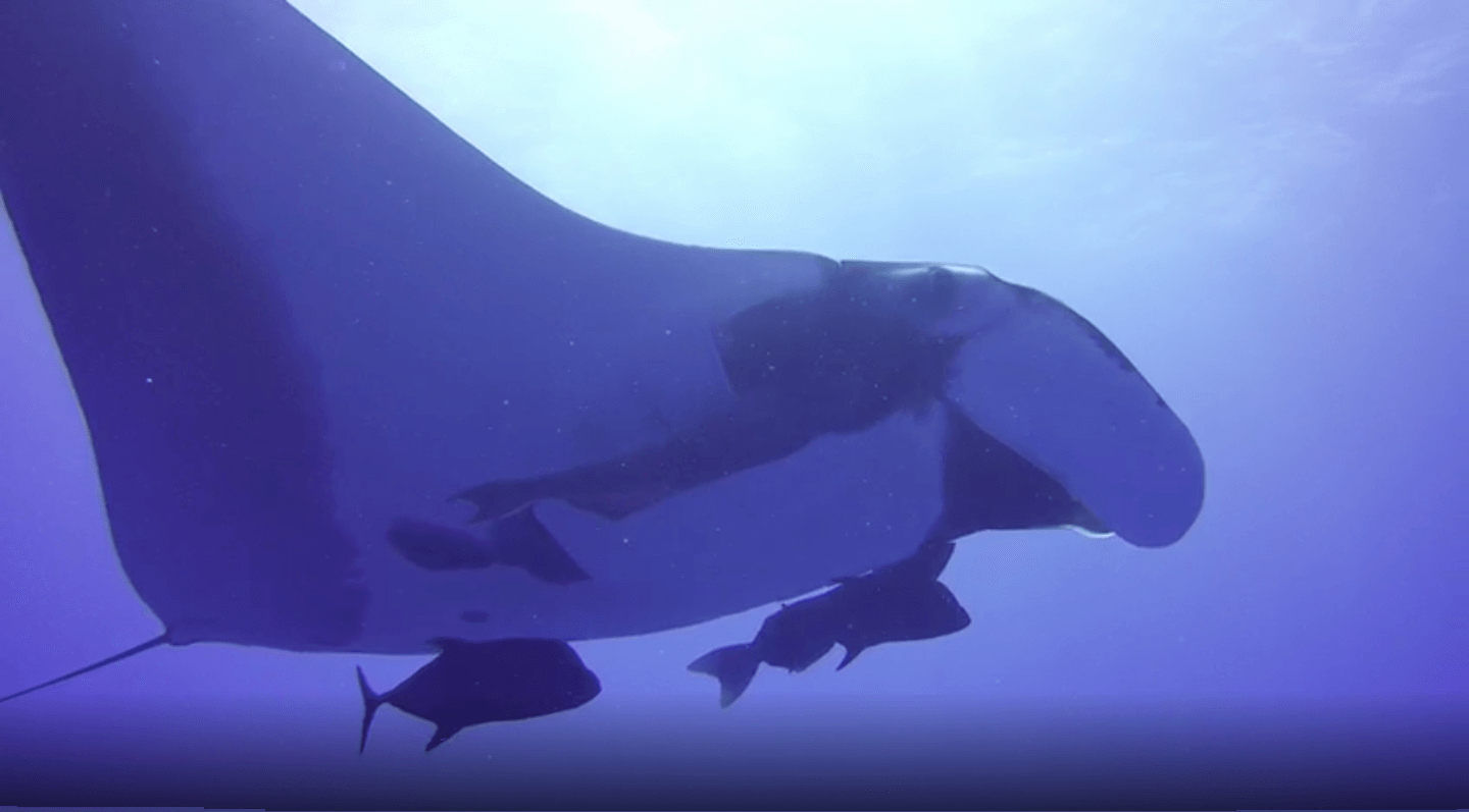 Raja Ampat and the rewards of time rather than timing